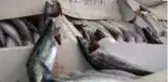 Balık ağındaki bereket herkesi memnun ediyor