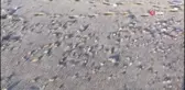 Alanya'da onlarca caretta caretta mavi sularla buluştu