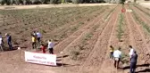 Bakanlık hibesiyle dikilen kuşburnular ilk meyvelerini verdi