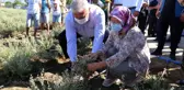 Başkan Atay, kekik hasadı yaptı