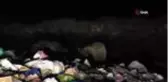 Boz ayılar yiyecek ararken böyle görüntülendi