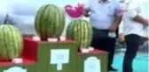 Diyarbakır'ın rekortmen karpuzu 56 kilo 200 gram