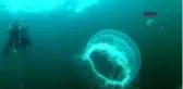 ANTALYA Marmara'da görülen ay denizanası için uyarı Değdiğinde yakar