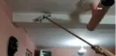 Yarasalar kahveyi bastı