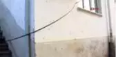 EV VE AĞAÇLARA DADANAN TIRTILLAR, ÇİFTÇİNİN KABUSU OLDU