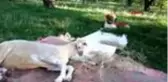 ANTALYA Köpekle kuzunun dostluğu