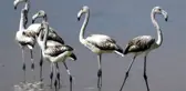 Son Dakika: Flamingolar Arin Gölü'nü renklendiriyor
