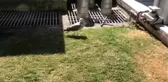 Gagasına ve boynuna ip dolanan martı kurtarıldı