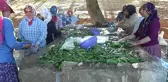 Kahramanmaraş'ta 200 bin ton salatalık üretiliyor