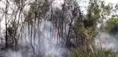 Kızılırmak Deltası Kuş Cenneti'nde yangın (4)