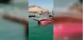Halfeti ilçesinde tur teknesi battı