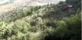 Kayanın içinden çıkan kızılçam ağacı görenleri şaşkına çeviriyor