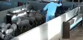 Mezbahada kuzulara uygulanan işkence kamerada!