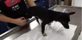 Saldırıya uğrayan köpek tedavi altına alındı