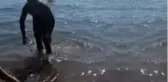 Tatil için gittiği Fethiye'de zıpkınla 35 kilo, 165 santimetre boyunda akya balığı yakaladı
