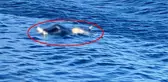 Avşa Adası açıklarında hareketli anlar! Denizden cansız beden çıkarıldı