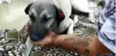 Tırın ezdiği köpeğin imdadına 'hayvan dostları' koştu