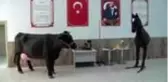 Akademisyenlerin öğrenciler için tasarladığı sığır ve at gerçeğini aratmıyor