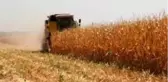 Kilis'te mısır hasadı başladı