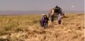 Diyarbakır'ın tescilli Karacadağ pirincinde hasat başladı