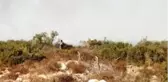 Son dakika... Didim'de makilik alanda yangın çıktı