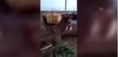 Silivri'de eşeği traktörün arkasında sürükleyen sürücü gözaltına alındı