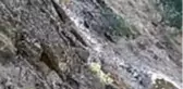 Yabani dağ keçileri sürü halinde Zap Nehri'ne inerek su içti