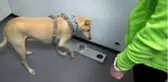 Helsinki Havalimanı'nda Covid-19'u tespit etmek için eğitimli köpekler kullanılacak