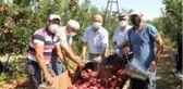 Isparta'da elma hasadı başladı