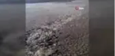 Balçıklaşan gölde binlerce balık telef oldu