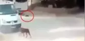 Ezdiği kedi can çekişirken bir kez daha üzerinden geçti