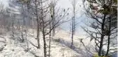 Tokat'ta orman yangını, ekiplerin müdahalesi sürüyor