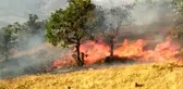 Son dakika haberi... Elazığ'da orman yangını