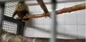 Hayvanat bahçesinden kaçan maymun elektrik akımına kapılınca yakalandı