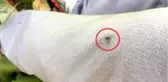 Marmara ve Karadeniz bölgesinde yaşayanlar ciddi risk altında! Ölümcül sinek için aşı çalışmaları başladı