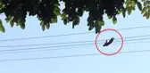 Özgürlüğü için hayvanat bahçesinden kaçan maymun elektrik akımına kapılıp telef oldu