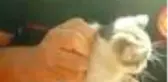 Sanatçı Sümer Ezgü'nün tatiline yaramaz kedi rötarı