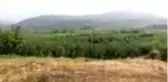 Geyve ayvasında hasat zamanı