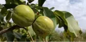 Sıcak hava nar ve cevizi yaktı