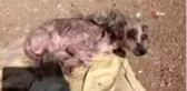 Çöplükte bulunan köpek, hayat mücadelesi veriyor