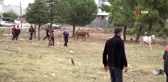 Zabıtadan nefes kesen başıboş at operasyonu