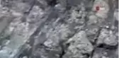 Dağın eteklerinde çoban köpekleri ayıyı böyle kovaladı