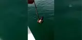 Denizde bulunan yılan kartalı doğaya bırakıldı