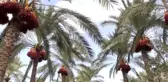 Gazze'de hurma hasadı başladı