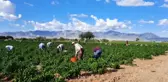 Ölen arkadaşlarının mahsulünü el birliğiyle topladılar
