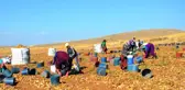 Kayısı diyarında patates hasadı başladı