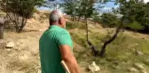 Sonbaharda yeniden çiçek açan kiraz ağacı görenleri şaşırtıyor