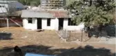 Amasya'da köpek ölümleri iddiası