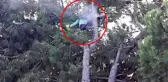 Kozalak toplamak için çam ağacına çıkan vatandaş, yüksek gerilim hattına yakalanarak can verdi