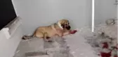 Son Dakika | Hayvanları Koruma Günü'nde sokak köpeğini vurdu